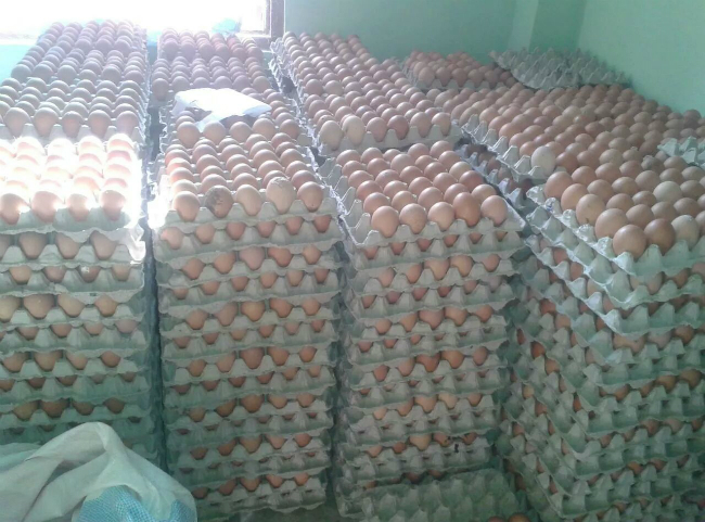 country chicken egg